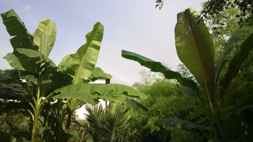 Arkady Fiedler, banany i&nbsp;ja