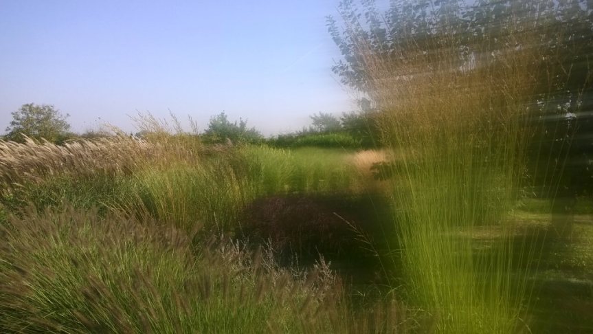 Buszujący w trawach