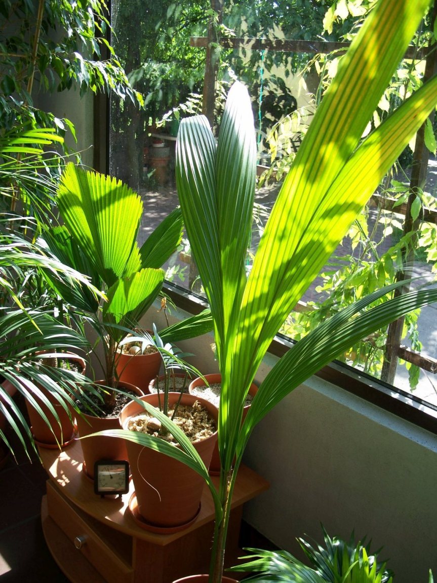 Cocos nucifera