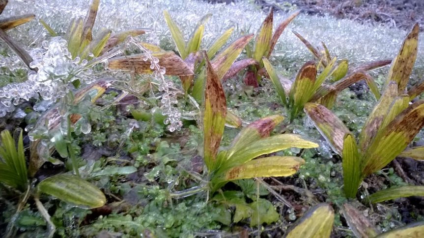 Mrozoodporność palm – cz. 2 „Uszkodzenia”