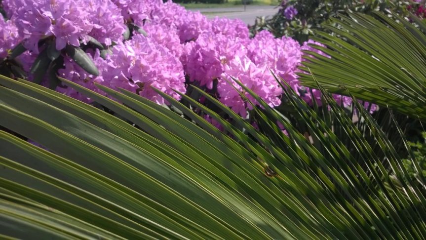 W cieniu zakwitających…