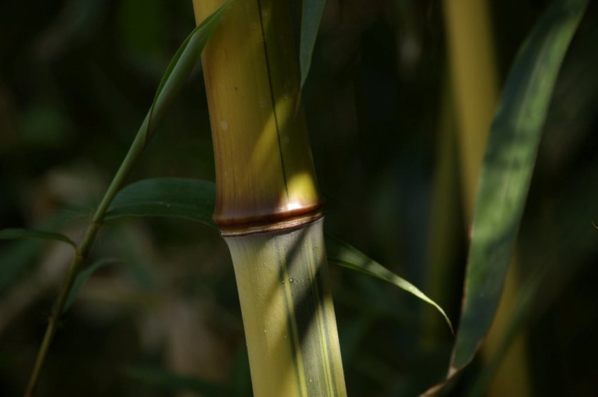 Bambusowe wzorki i&nbsp;kolorki