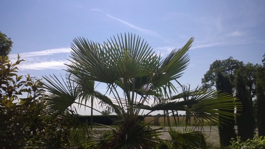 Palmy w Taczanowie na&nbsp;Instagramie