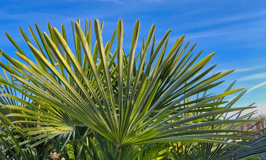 Jak szybko palmy rosną w Polsce?&nbsp;(1)