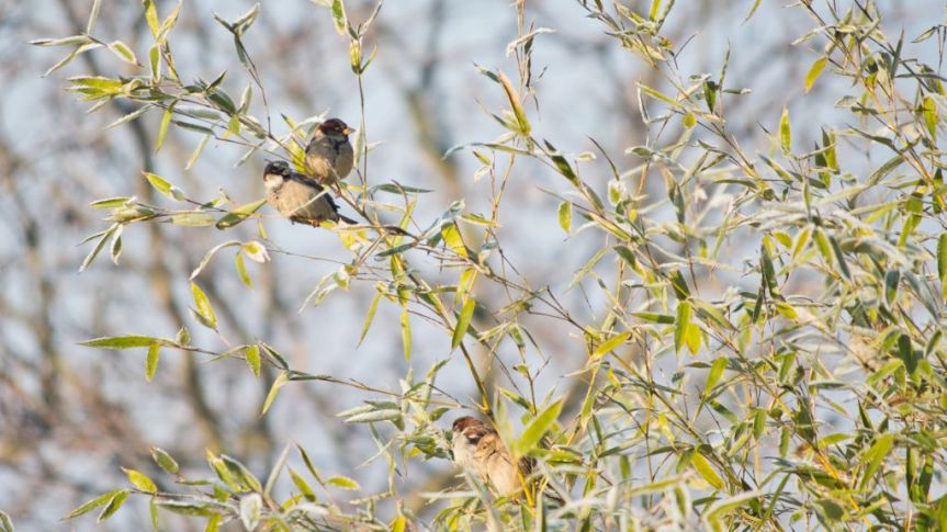 Bambusy – przyjemne z&nbsp;pożytecznym?