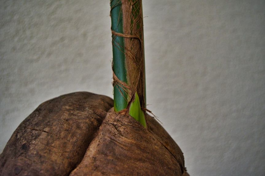 Cocos nucifera cz.&nbsp;II