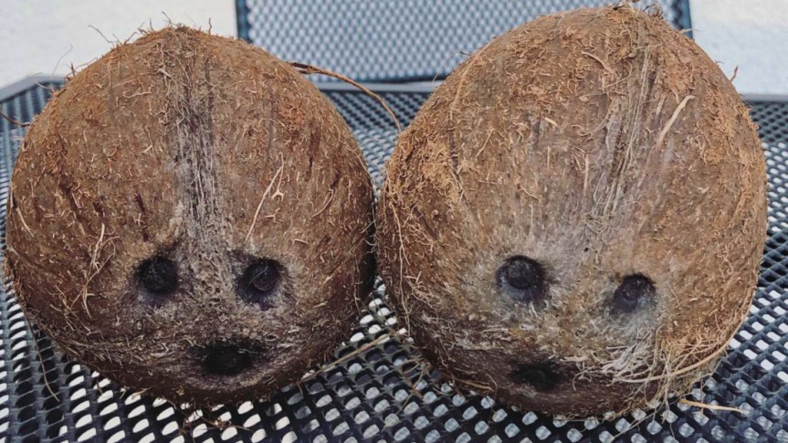 Cocos nucifera cz.&nbsp;III