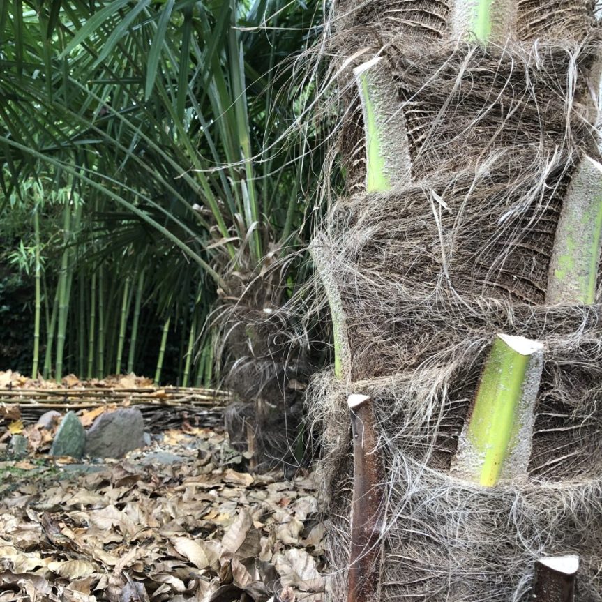 Jak szybko palmy rosną w Polsce ?&nbsp;(2)