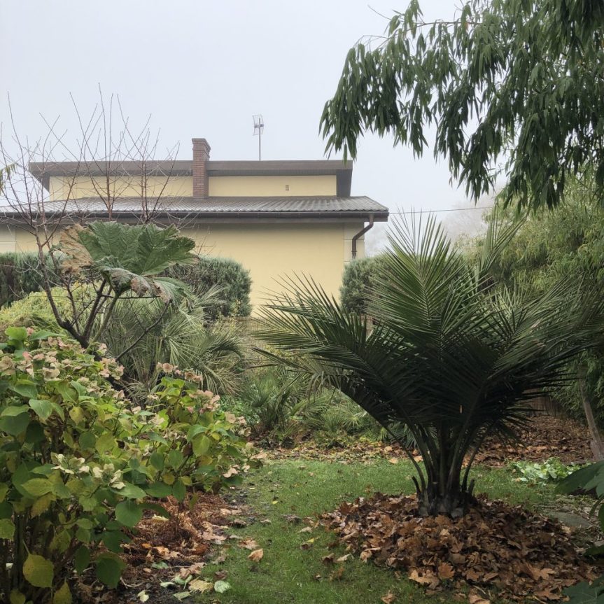 Zielono mi –&nbsp;powrót